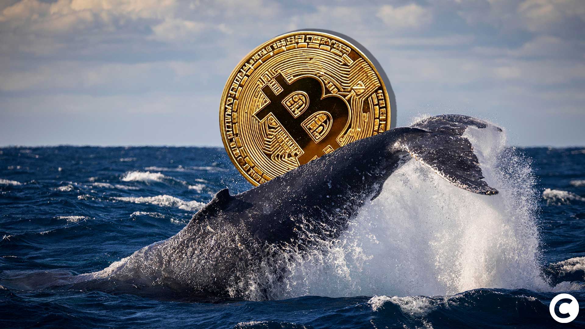 Bitcoin : une baleine active 2 931 BTC après 8 ans d'inactivité